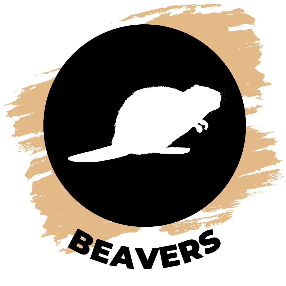 beavers-1