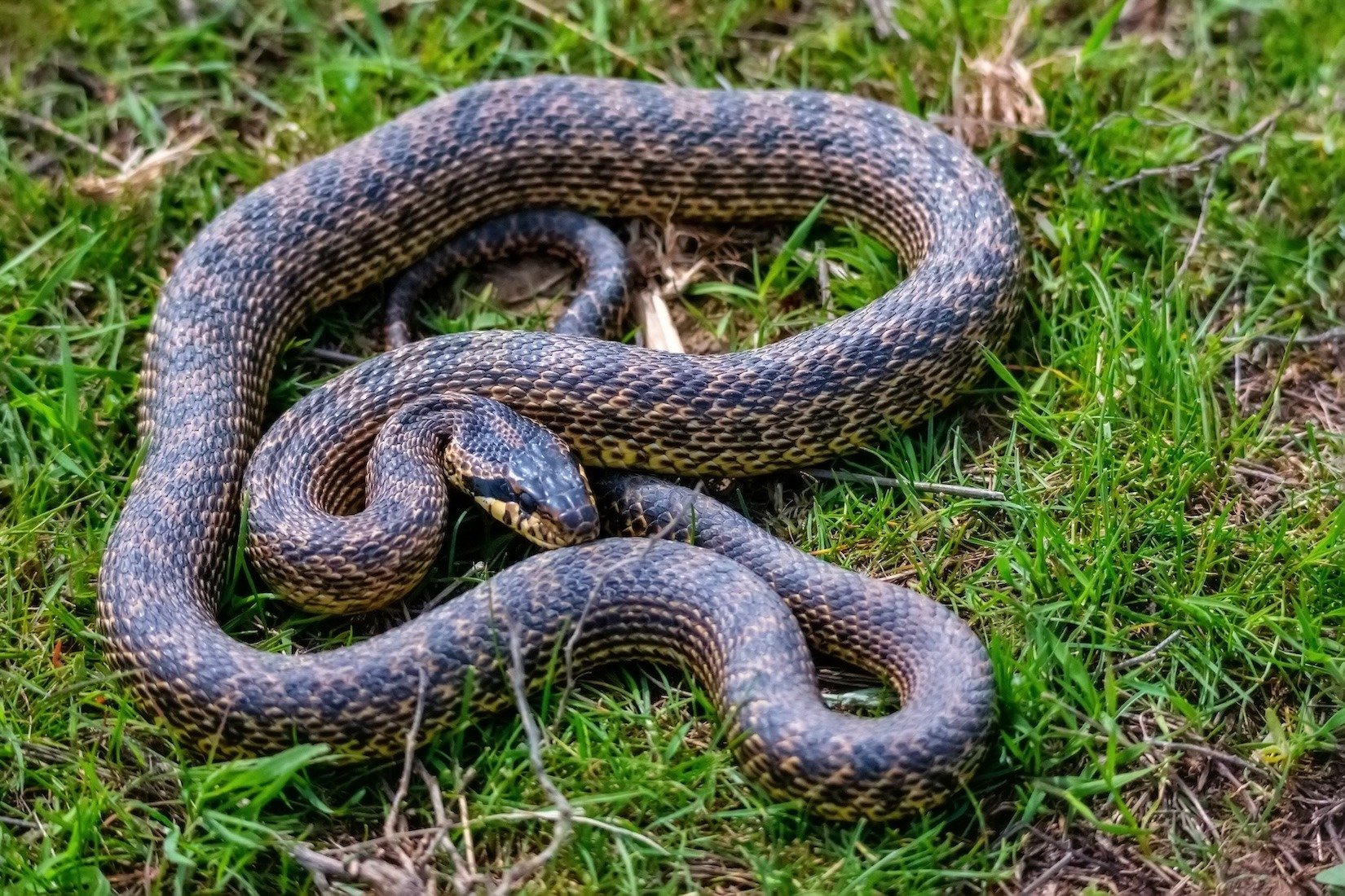 close-up-of-blotched-snake-or-elaphe-sauromates-in-2023-11-27-05-33-45-utc
