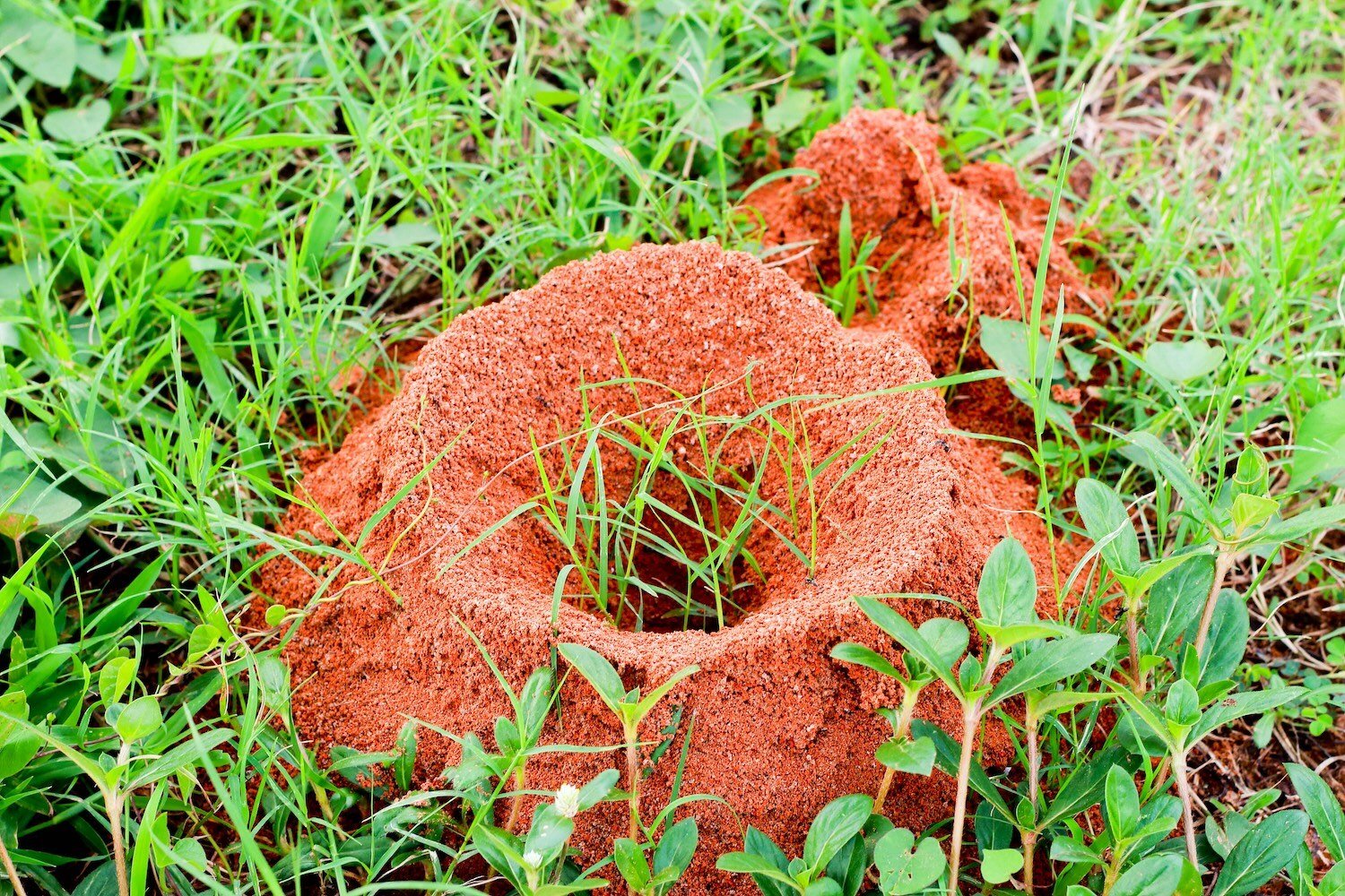 fire ant mound SS